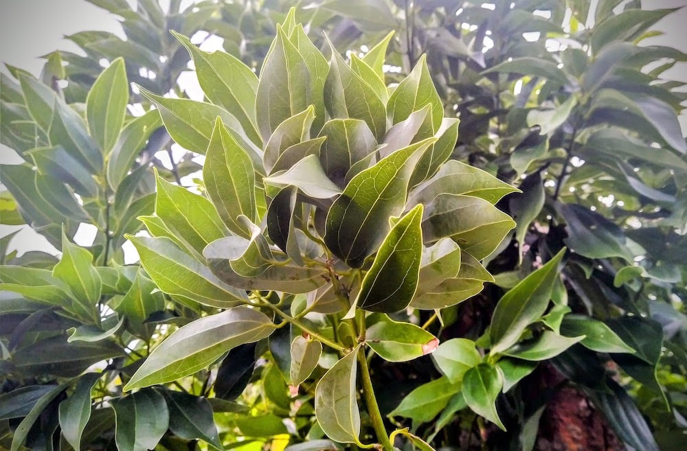 カラキの機能性に着目した健康茶「楽管茶®」